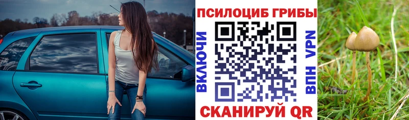 Галлюциногенные грибы Psilocybe  Тамбов 